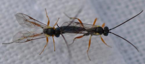 Réf. 344 771 : Campopleginae inconnu